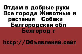 Отдам в добрые руки  - Все города Животные и растения » Собаки   . Белгородская обл.,Белгород г.